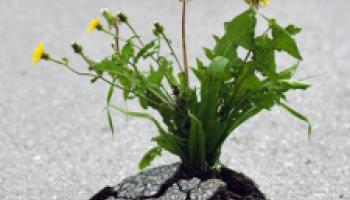 fleur-bitume-une-60e66ae5c614e156481735.jpeg