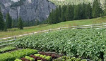 potager-montagne-60e66ac1c1ad2239336025.jpg