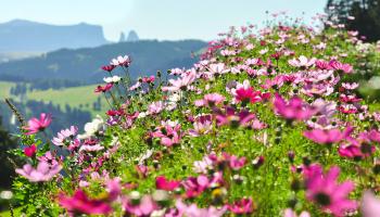 etefleuri-681dfd607df43968251688-69f8b6d66e980345862582.jpeg