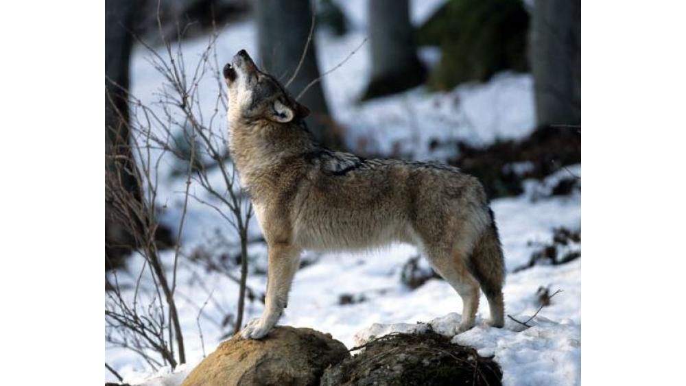 loup-isere-2-60e66ab374f1c069442635.jpg