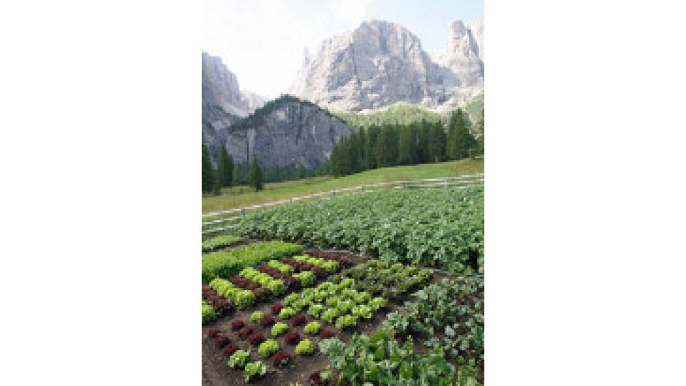 potager-montagne-60e66ac1c1ad2239336025.jpg