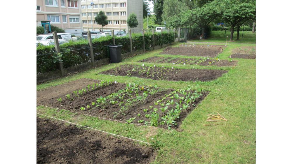potager-pelouse-60e66ab2952be424429478.jpg