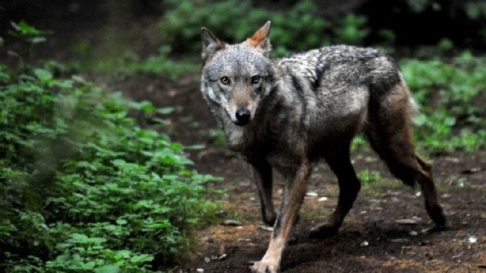 loups-65bcc3724dd8b307281218.jpg