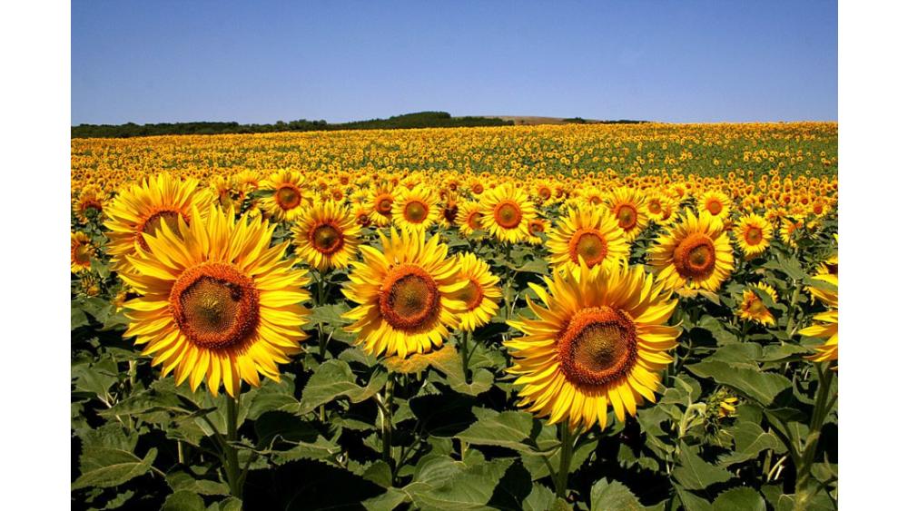 tournesol-66fa711d096aa282426436.jpg
