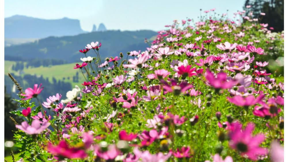 etefleuri-681dfd607df43968251688.jpeg